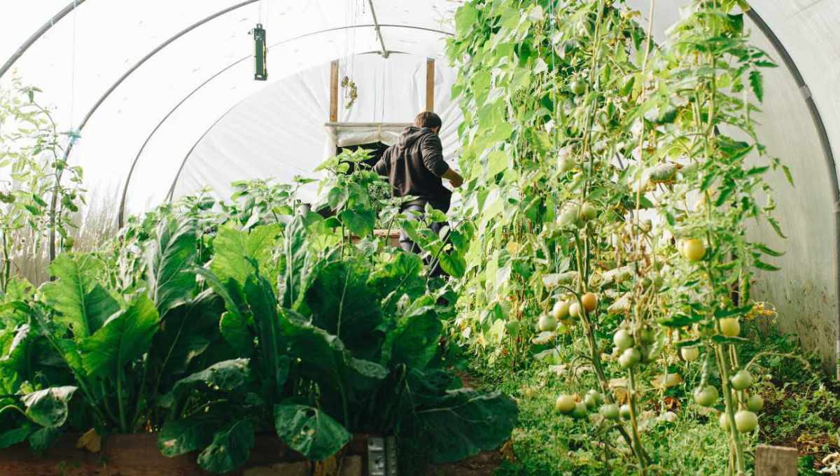 environment-Hydrotalcite-greenhouse2-1200x680