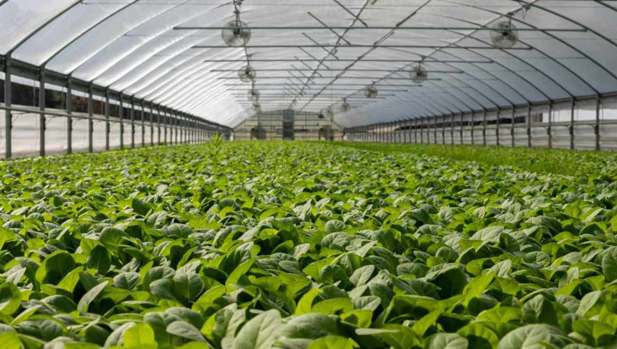 environment-hydrotalcite-greenhouse1-1200x680
